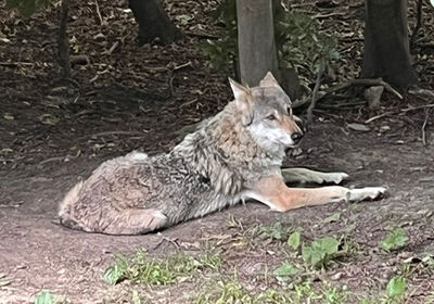 Wolf
