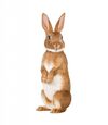 kek-amsterdam-wandtattoo-hase-forest-friends-braun